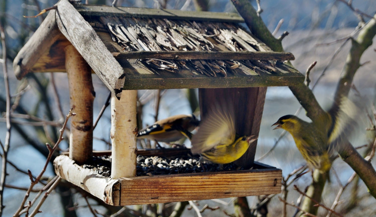 Během zimního výletu do Brd si lidé vyrobí krmítko pro ptáky Dozví se