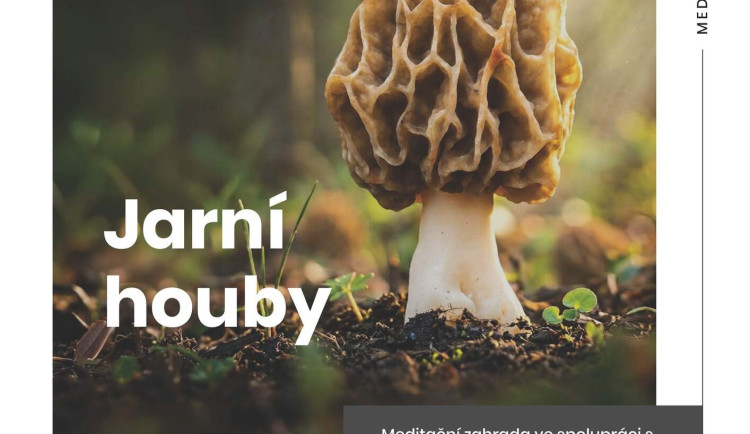 Jarní houby v Meditační zahradě