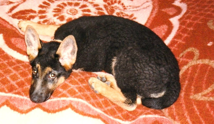 Jak jsme měli doma Netopýra 