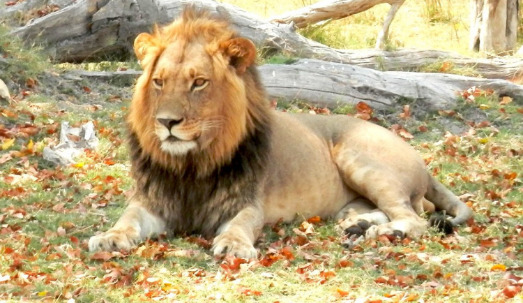 Botswana - země sloních "uprchlíků", kde jsme se ocitli tváří v tvář s králem zvířat