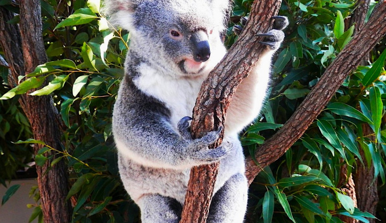 Putování tropickou Austrálií: Queensland