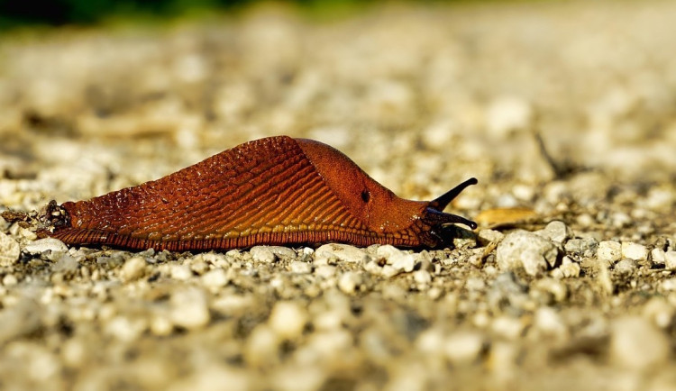 Z mého deníku: Migrantkou na věčné časy