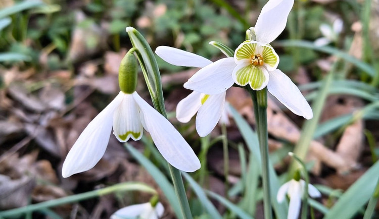 Dobříňský háj - sněženek ráj