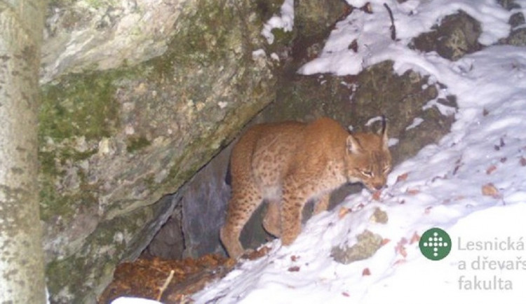 Rys Kryštof zmizel z Moravského krasu. Vědci po něm pátrají