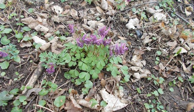 Muž kradl v brněnském lese zákonem chráněné sněženky a dymnivky