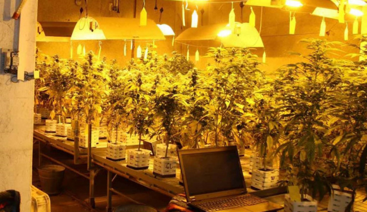 FOTO: Policisté odhalili na Brněnsku velkou pěstírnu marihuany. Rostlo v ní až 400 kytek