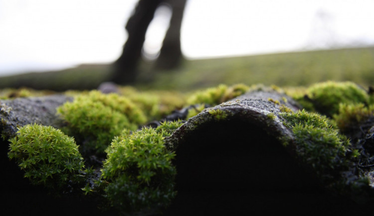 Brno jako první město v Česku finančně podpoří zelené střechy a projekty na odchytávání dešťovky