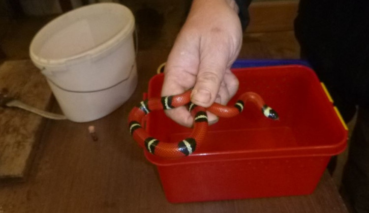 Po závěsu v kupé lezl had. Odchytit ho museli strážníci.