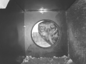 Nahlédněte sýčkovi do ložnice. Nové kamery sledují hnízdění ohrožené sovy