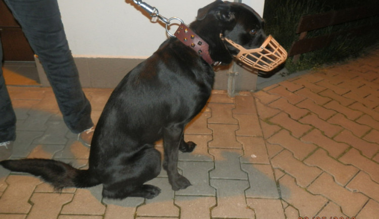 V centru města někdo uvázal psa u stromu.