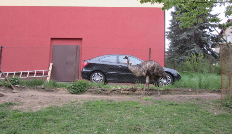Pštros se popral s klokanem, poté utekl z výběhu. Najít ho museli muži zákona.