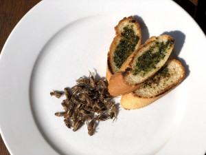 Gastronomické zážitky už tento víkend na Beko Fresh festivalu v Plzni.