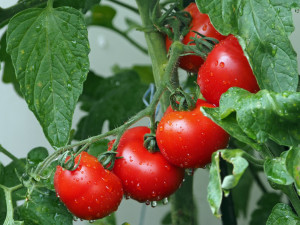 Obří skleník na rajčata u Tlučné zřejmě nebude, lidé ho nechtějí
