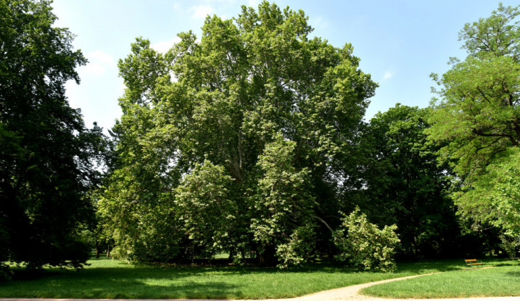 Vzrostlý platan z brněnských Lužánek soutěží o titul Strom roku