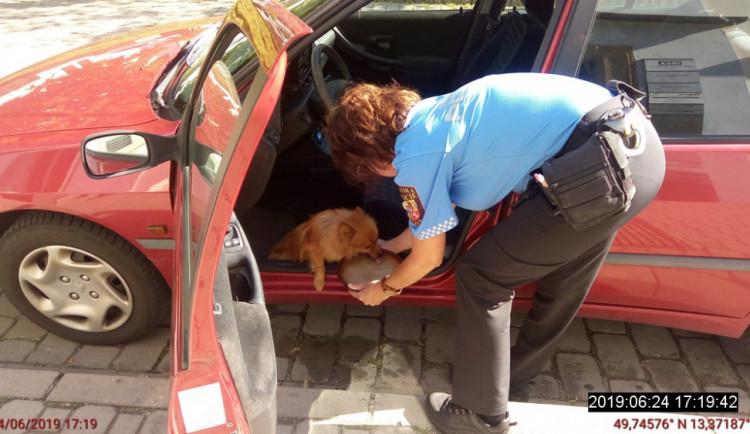 To samé stále dokola. Dívka nechala malého psa v rozpáleném autě napospas osudu.