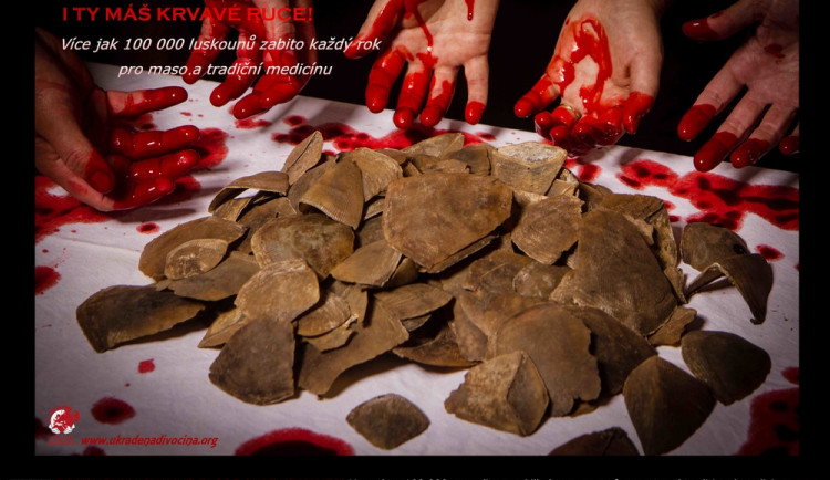 Ukradená divočina. Výstava brněnské zoo ukazuje, že odpovědnost za vymírání přírody může mít každý z nás