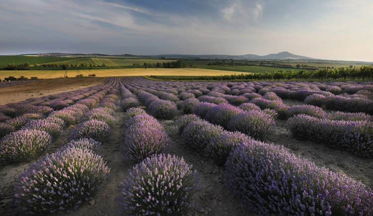 Od levandulí až po folklor. Skryté krásy jižní Moravy musíte pojmout všemi smysly