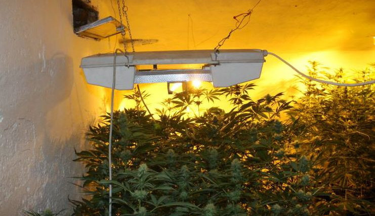 Policie odhalila v rodinném domě v Plzni pěstírnu konopí.