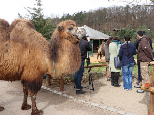 Zoo Plzeň přišla o známou velbloudici Josefínu