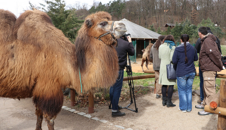 Zoo Plzeň přišla o známou velbloudici Josefínu.