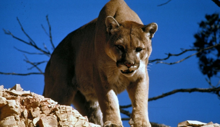 Dívka na Vyškovsku nejspíš zahlédla uprchlou pumu. Starostové obcí varují obyvatele