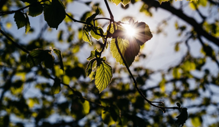 Jak se žije stromům v horkém Brně? Vědci zkoumají stresové podmínky stromů ve městě