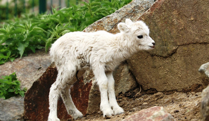 V plzeňské zoo odchovali dvě mláďata vzácné aljašské ovce.