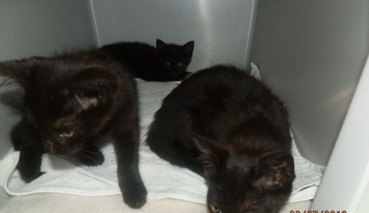 K bočnímu vchodu obchodu v Plzni na Borech někdo položil krabici s koťaty