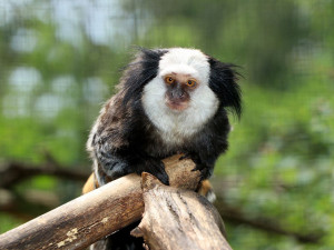Plzeňská zoologická zahrada má nový druh drápkaté opice