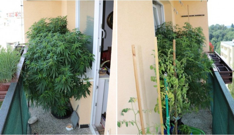 FOTO: Muž pěstoval na balkoně pět velkých kytek konopí