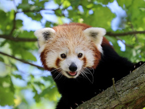 PÁTRÁNÍ: Z plzeňské zoo utekl samec pandy, zahrada žádá veřejnost o pomoc