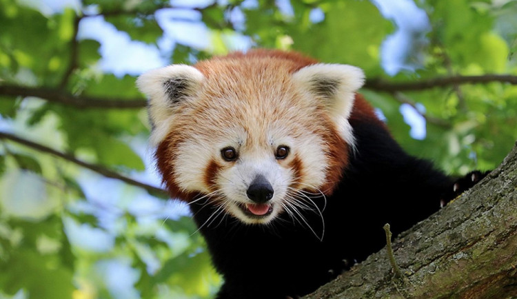 Z plzeňské zoo utekl samec pandy, zahrada žádá veřejnost o pomoc.