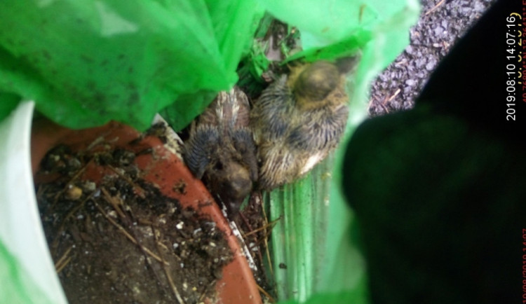 Mláďata ptáčet našla kolemjdoucí v kontejneru.