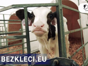 VIDEO: Aktivisté zveřejnili nové záběry z českých chovů. Natočili mrtvá selata i otrhané slepice