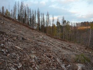 Plzeňský kraj eviduje téměř 500 tisíc metrů krychlových kůrovcového dříví