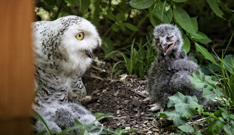 Brněnská zoo se po více než dvaceti letech těší z mláďat sovice sněžní
