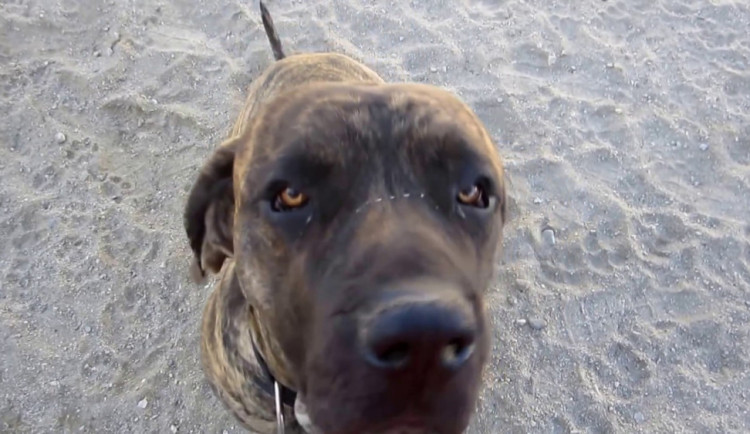 Majitelka uvázala psa u Prýglu a šla se projet na paddleboardu, pes utekl a pokousal návštěvnici