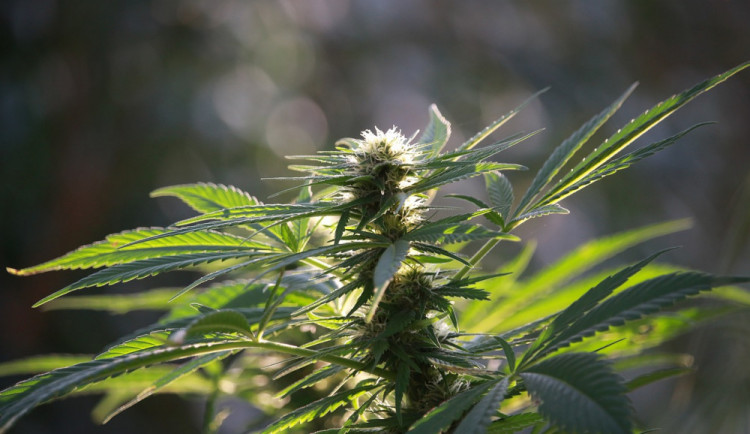 Partneři se po příchodu z párty v Brně poprali. Rvačkou upozornili na pěstírnu, kterou měli v bytě