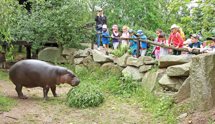 Plzeňská zoo zažila skvělý srpen, přišlo o dvacet tisíc lidí víc než loni