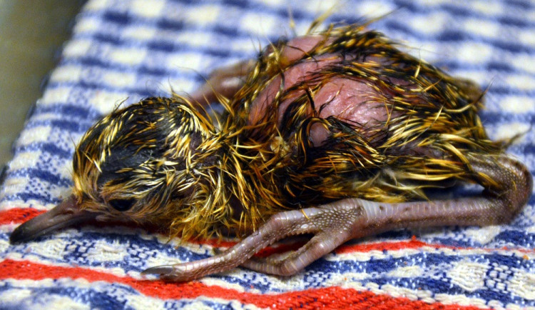 Brněnská zoo loňském úspěchu opět odchovala vzácné jespáky