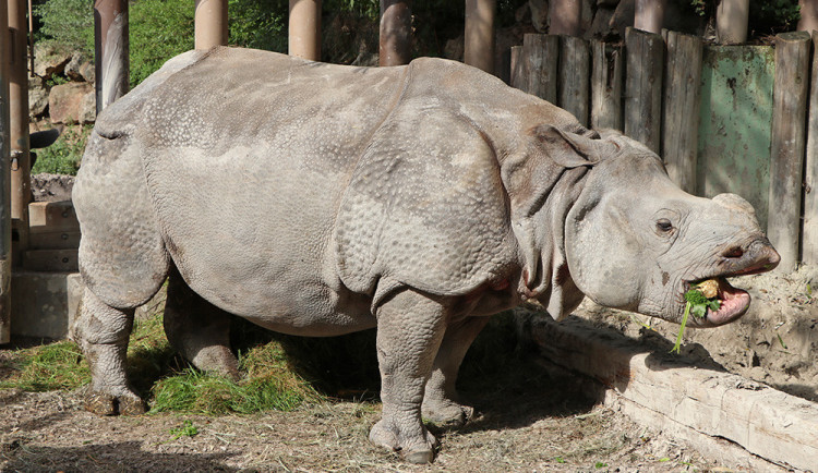 FOTO: Samice nosorožce Růženka odjela z Plzně do zoo v Basileji