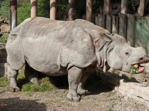 FOTO: Samice nosorožce Růženka odjela z Plzně do zoo v Basileji