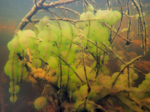 Vědce překvapil při průzkumu jezera na Šumavě nečekaný živočich