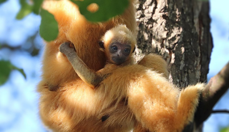 V plzeňské zoo se podruhé narodil ohrožený primát gibon bělolící.