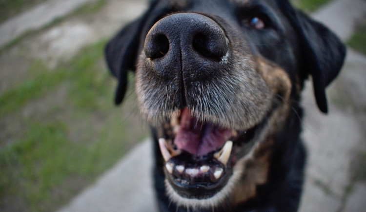 Pes s propadlým očkováním pokousal v Brně matku s dítětem, neměl vodítko ani náhubek