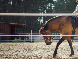Na koňské farmě uhynul kůň a dva jsou nemocní, podle majitelů je někdo otrávil. Prověřuje to policie