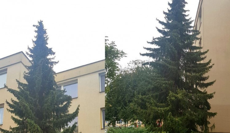 Podívejte se na letošní olomoucký vánoční strom. Bude podstatně menší než v minulých letech