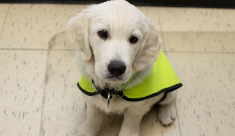 Pustit asistenčního psa do podniku je povinnost. Brňané si mohou vyzvednout nálepky pro své provozovny