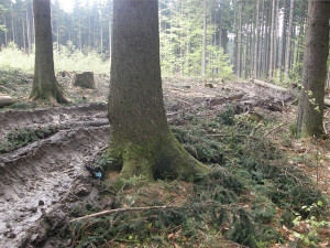 Inspekce pokutuje firmu za poškození půdy při těžbě v CHKO Český les.