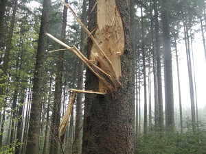 Inspekce pokutuje firmu za poškození půdy při těžbě v CHKO Český les.